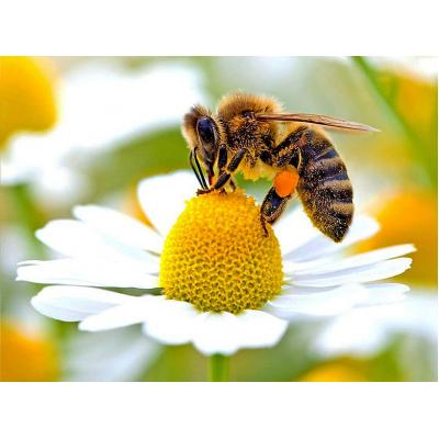 Кошер - BOMBUS -