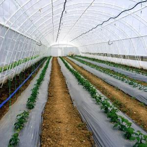 Мулчиращо фолио черно-сиво – 1,20 × 1000 м, 20 микр.