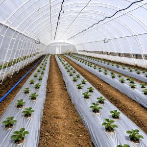 Мулчиращо фолио черно-сиво с отвори – 50 микр., 30 × 30 см