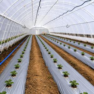 Мулчиращо фолио черно-сиво с отвори – 30 микр., 18 см